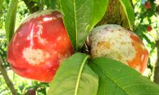 Făinarea piersicului şi caisului Făinarea piersicului şi caisului